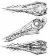 Pterosaur (Rhamphorhynchus) Skull From Solnhofen #105216-5